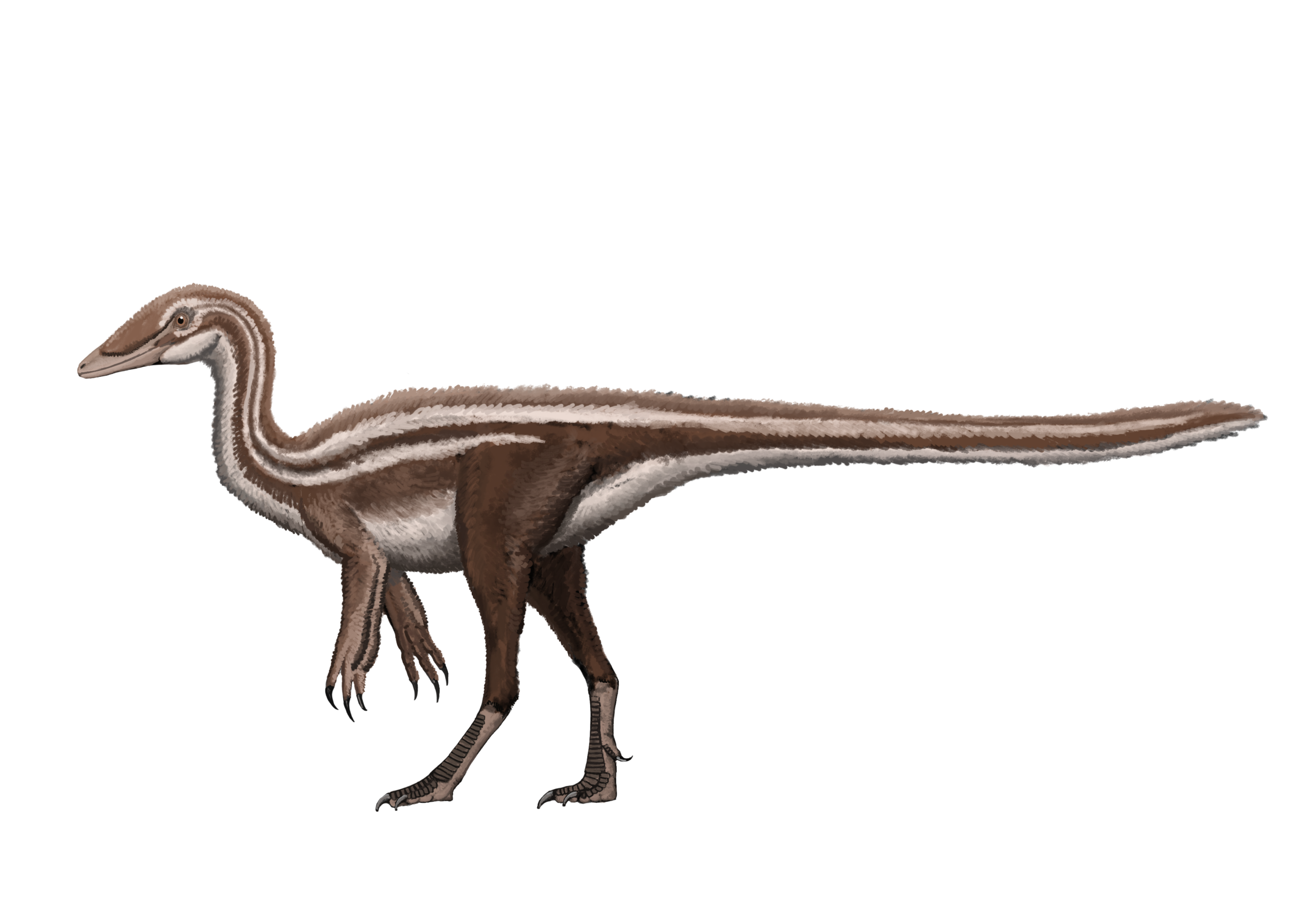 #21 - Nqwebasaurus thwazi: South Africa's Mystery Coelurosaur