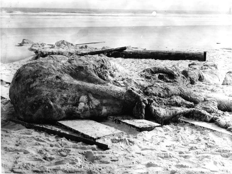 #2 - The St. Augustine Monster That Scientists Still Argue About 