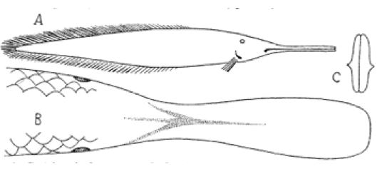 #14 - A Fake Fish Species Fooled Naturalists for Over a Century
