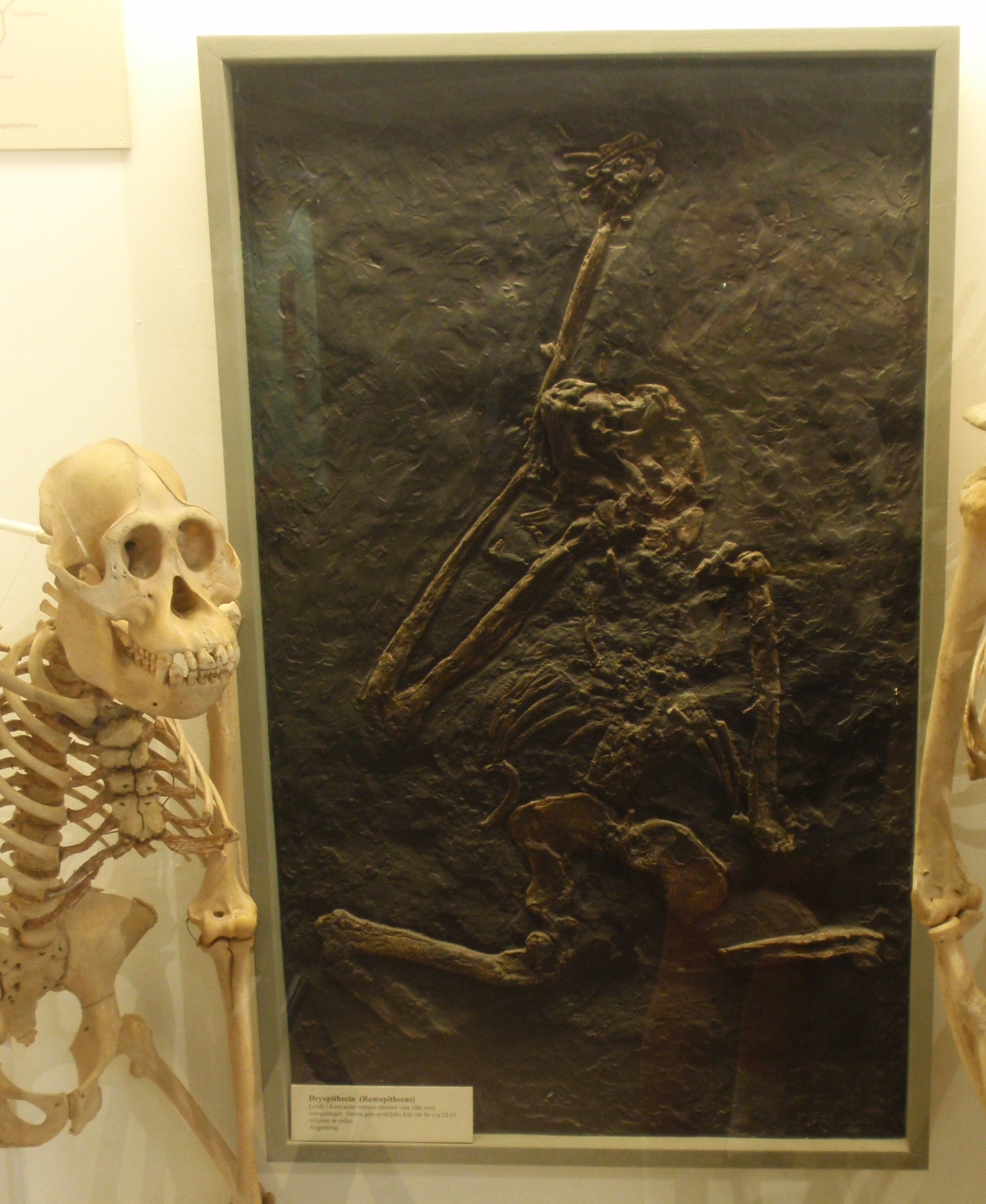 #12 - Ramapithecus Went From "First Human" to Ordinary Orangutan Ancestor