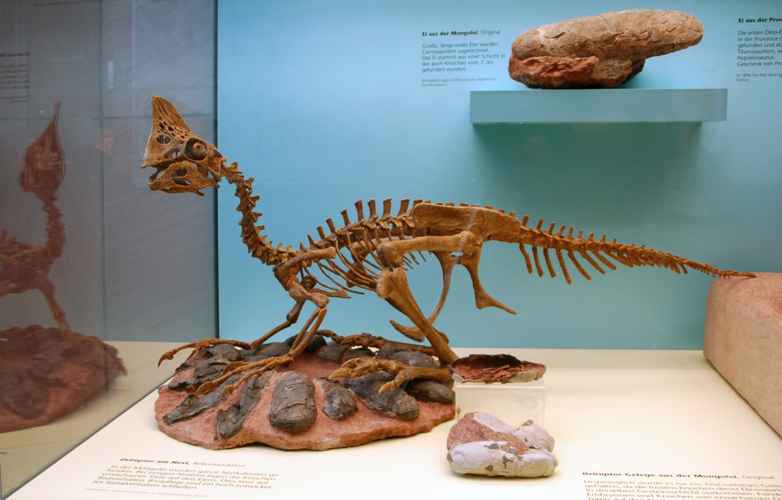 Conclusion: Birds Are Not Just Related to Dinosaurs - They Are What Dinosaurs Became