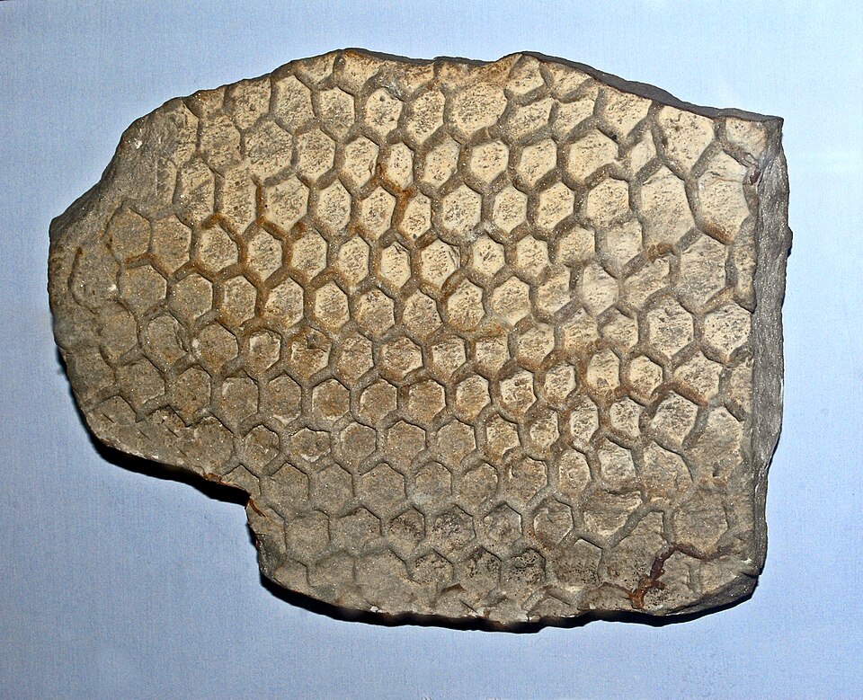 1. Paleodictyon: The Deep-Sea Mystery Happening Right Now