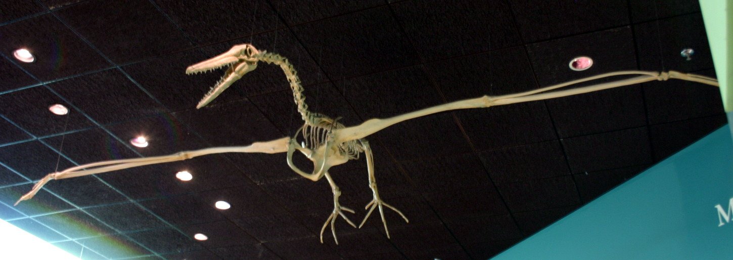 #1 - Pelagornithids: The Giant "Toothed" Seabirds With No Final Form