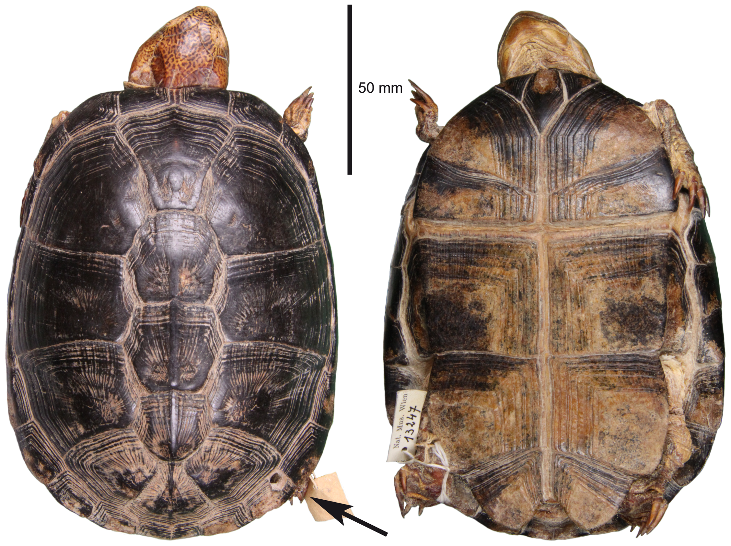 #13 - The Turtle That Was Declared Extinct, Then Declared Fake