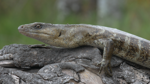 #21 - Terror Skink: The Island Predator We Thought Cyclones Erased