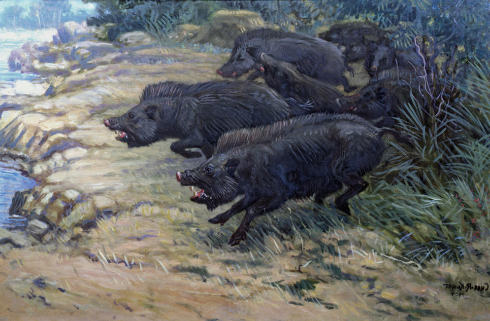 #14 - The Pig-Sized Peccary Nobody Expected to Find So Late