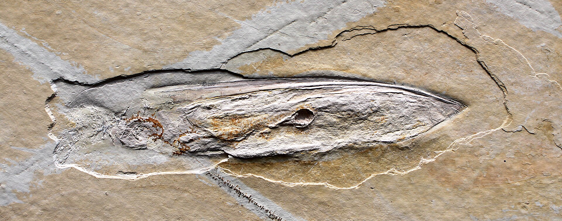 #5 - Plesioteuthis: The Fossil Squid Name That Got Untangled