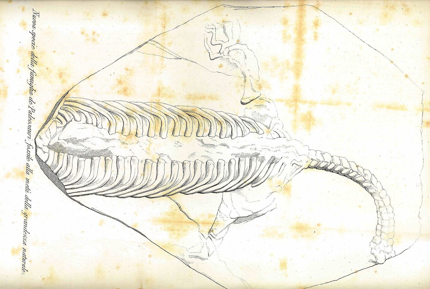 #3 - Palaeosaurus: A Dinosaur Name Attached to the Wrong Kind of Reptile
