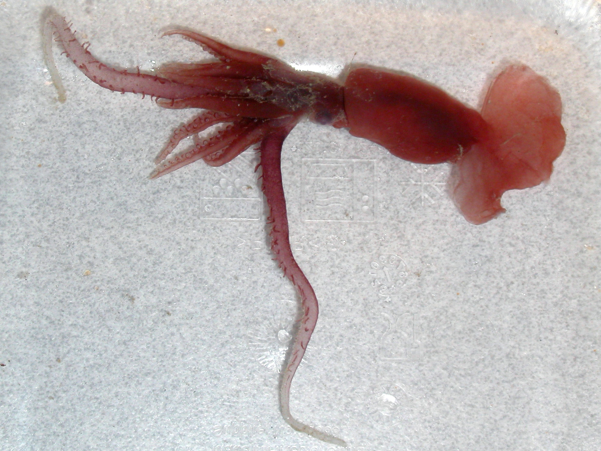 #18 - The Squid With Human-Looking Lips