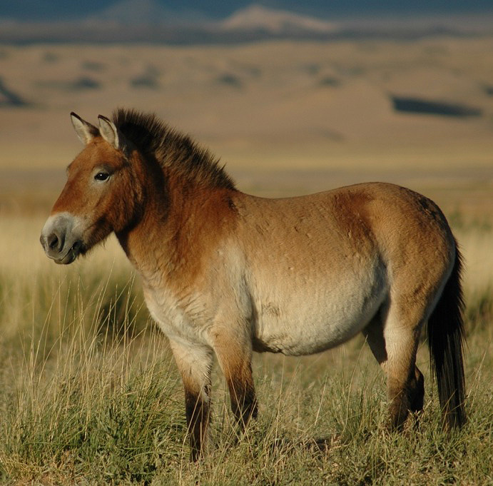 #13 - Przewalski's Horse: The "Last Wild Horse" That Vanished, Then Returned