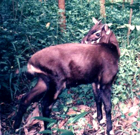 #2 - Vietnam's Saola: The "Asian Unicorn" That Almost Disappeared Before We Knew It