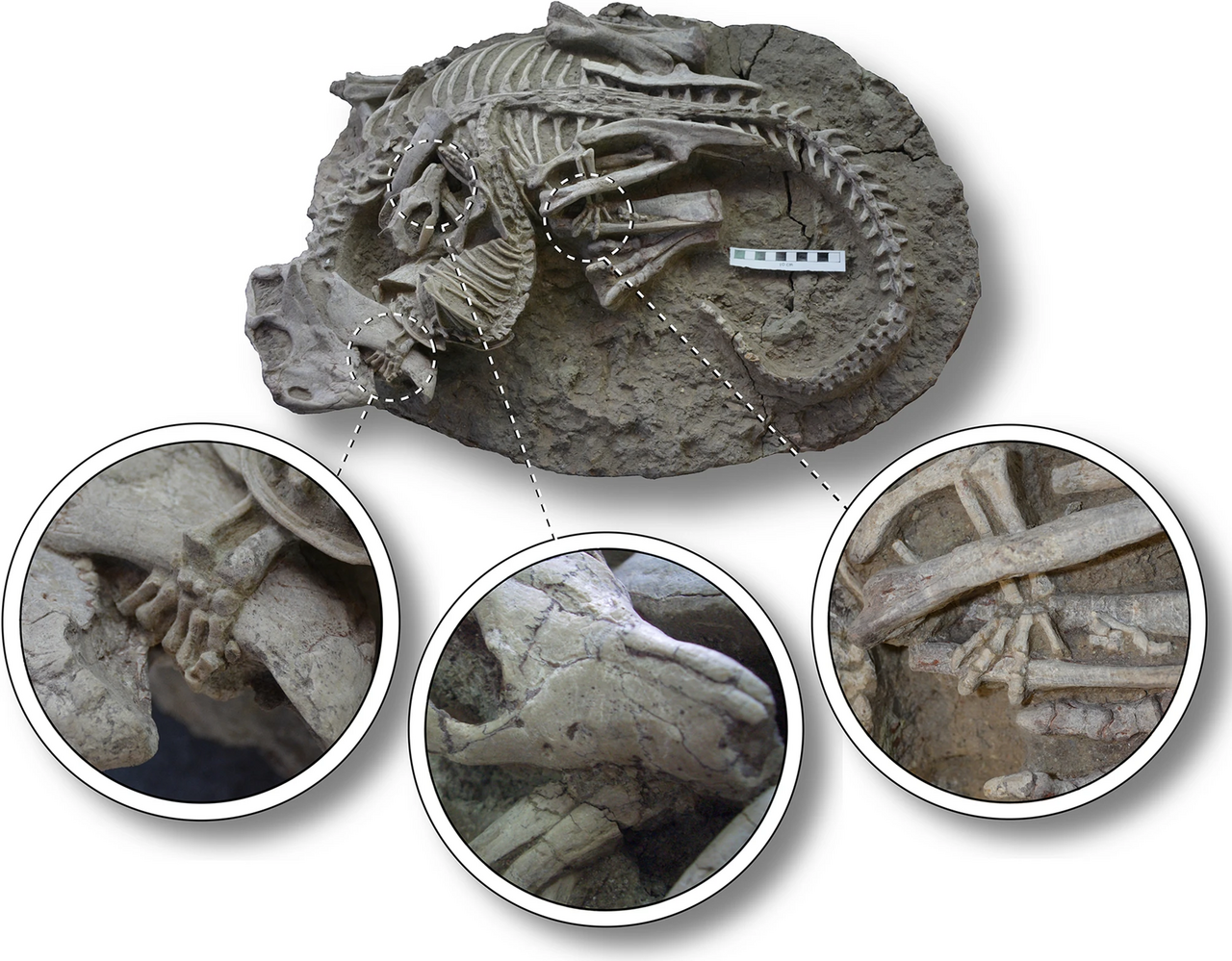 Small but Savage: The Fossil That Changed the Mammal–Dinosaur Story