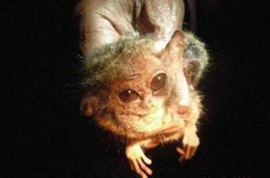 #6 - Pygmy Tarsier: The "Lost" Primate Hidden in the Cloud Forest