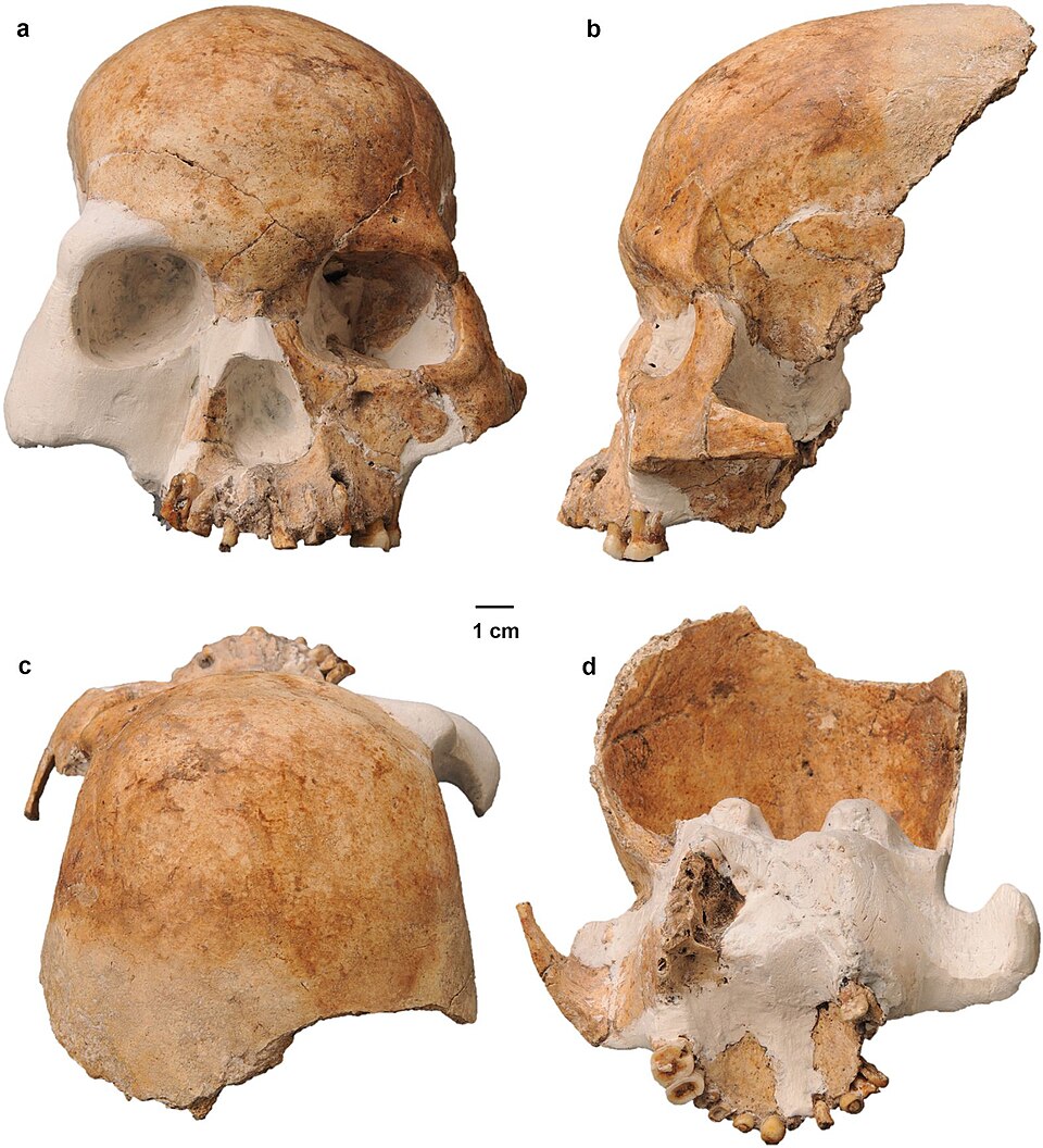 #5 - The Red Deer Cave People (Longlin Cave, China)