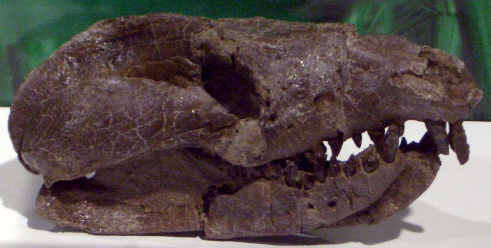 From Egg Thieves to Bone‑Crunchers: What Teeth Reveal