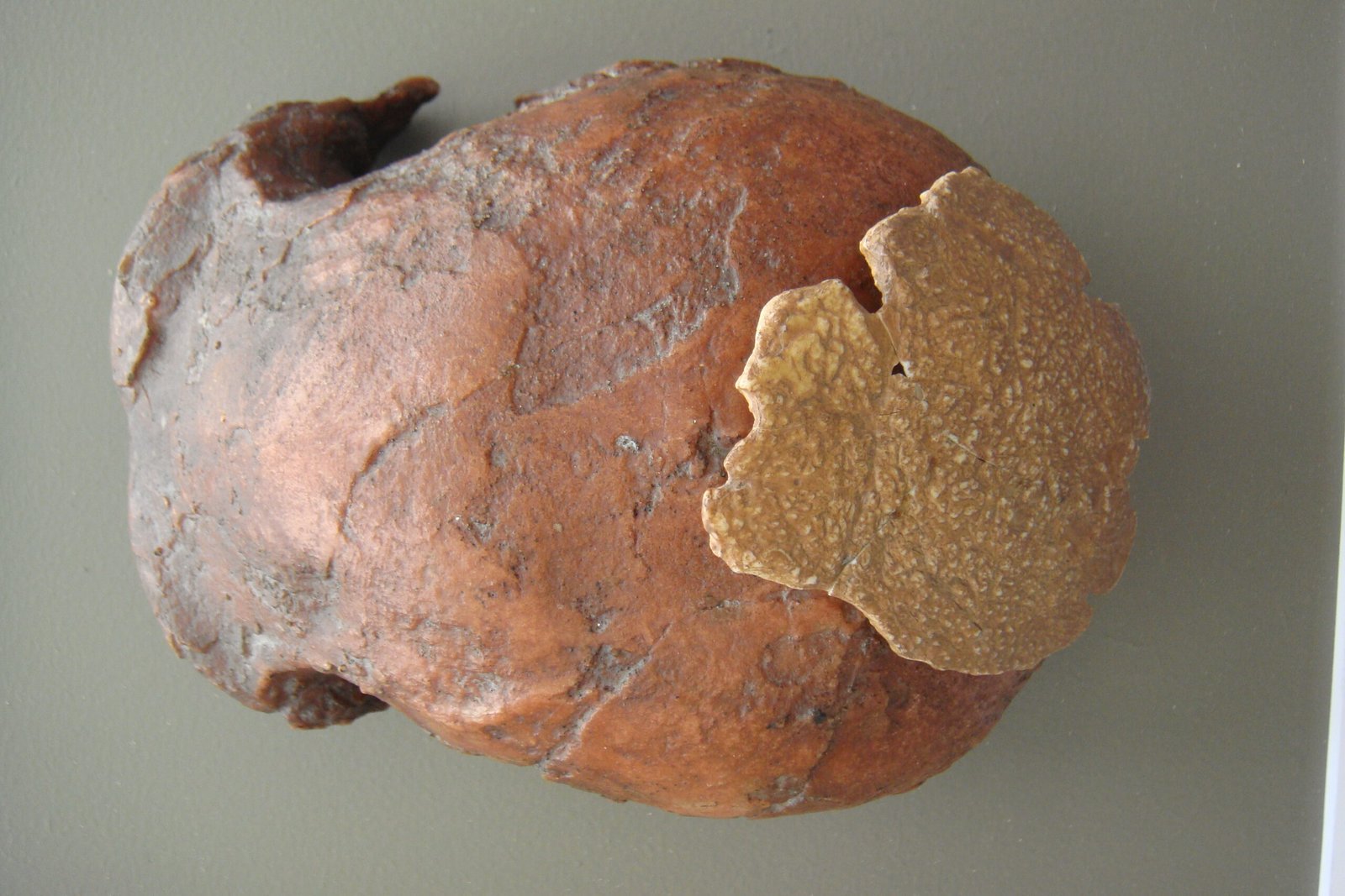 #11 - Orce Man: A "Human Ancestor" That May Have Been a Donkey