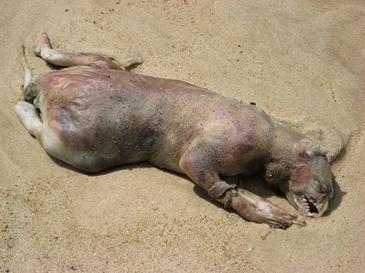 #14 - The Montauk Monster That Went Viral Before Anyone Ran a Test