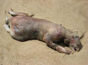 #24 - The Montauk Monster That Was Just a Bloated Raccoon
