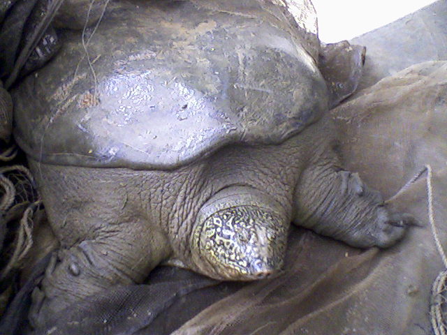 #1 - Yangtze Giant Softshell Turtle: The Last Individuals and the Meaning of "Extinct"