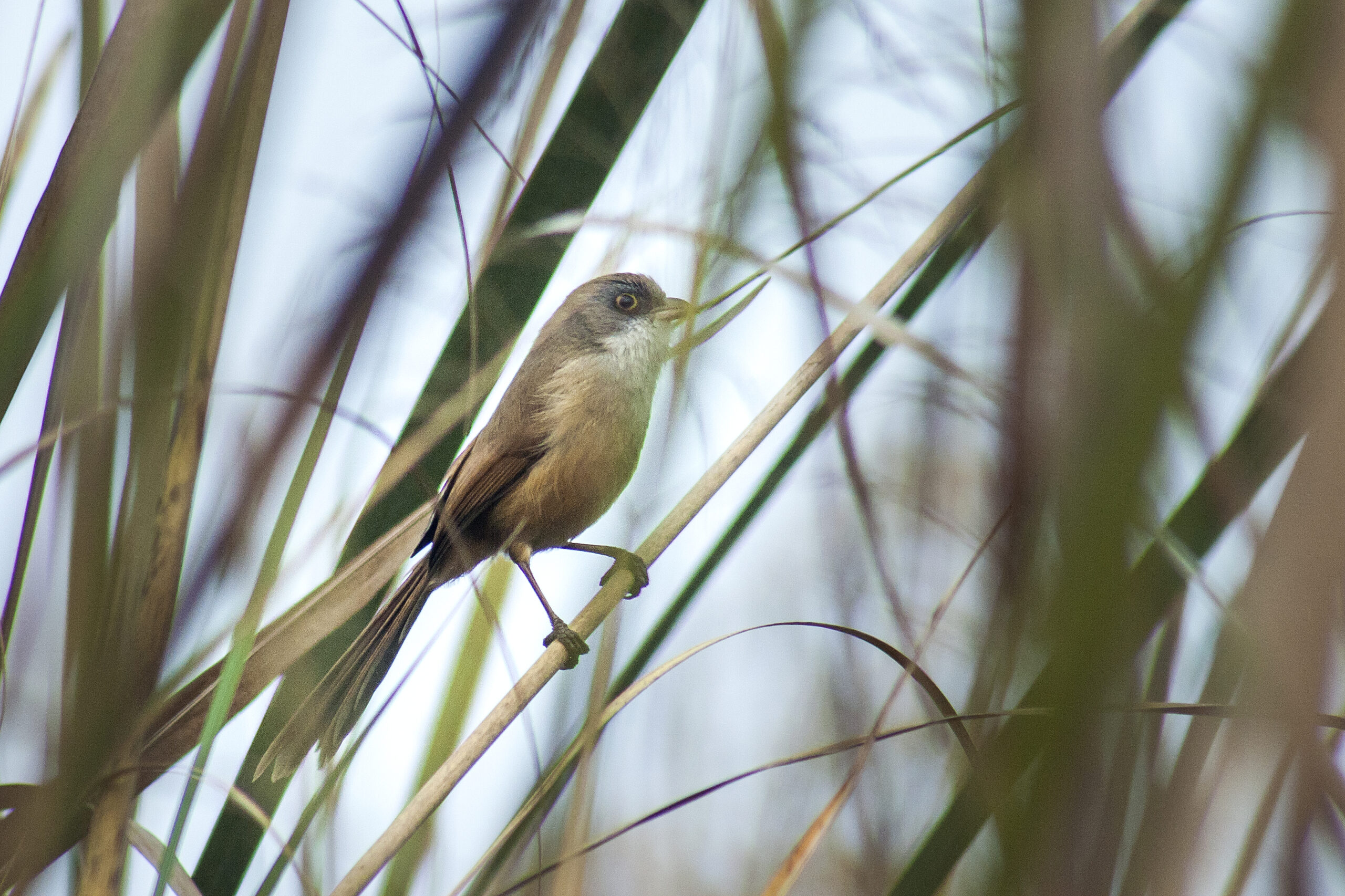 Myanmar Jerdon’s Babbler – A Songbird Rediscovered in the Reeds