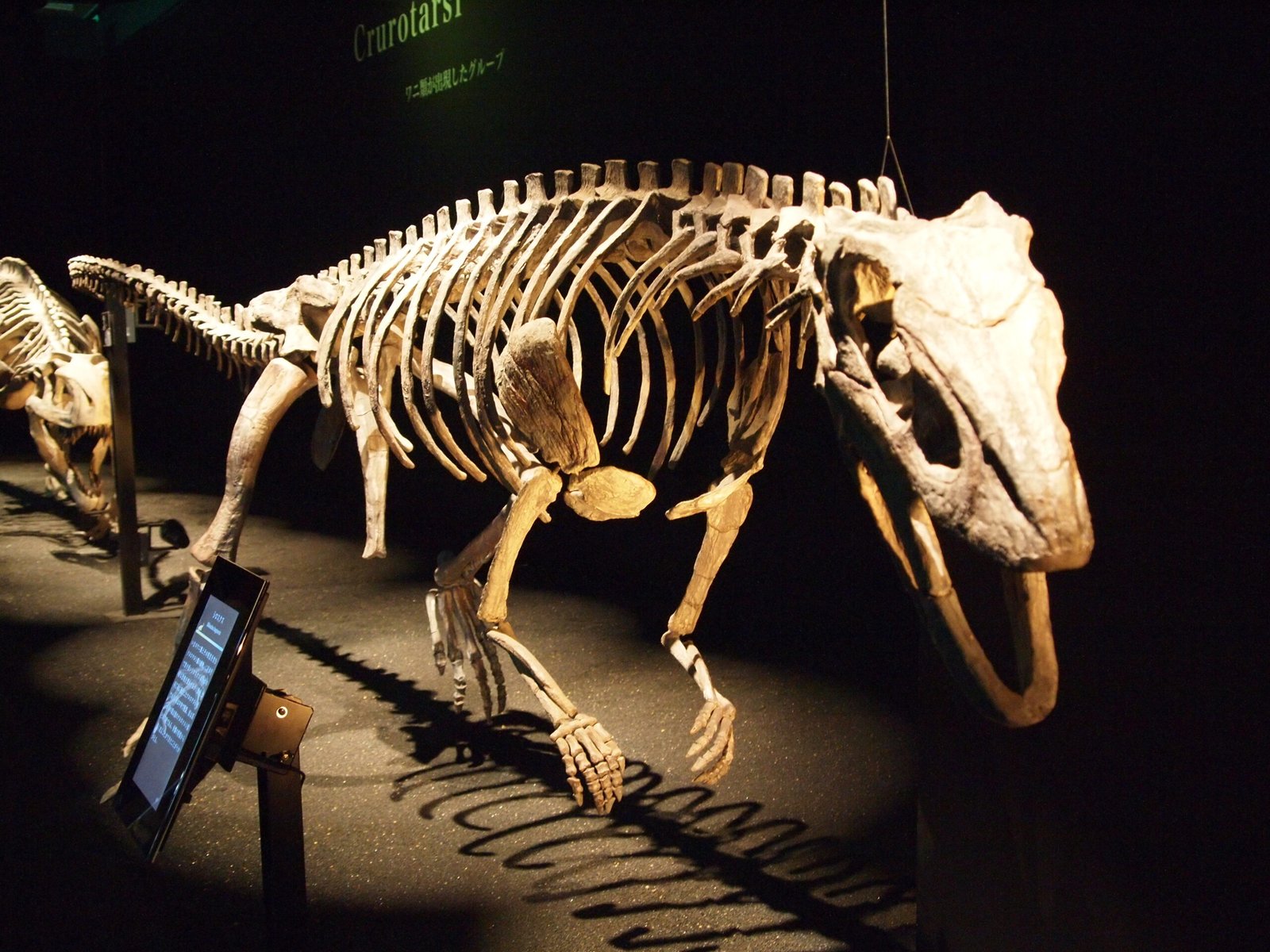 #3 - Shuvosaurus: Mistaken for an Ostrich Dinosaur for Over a Decade