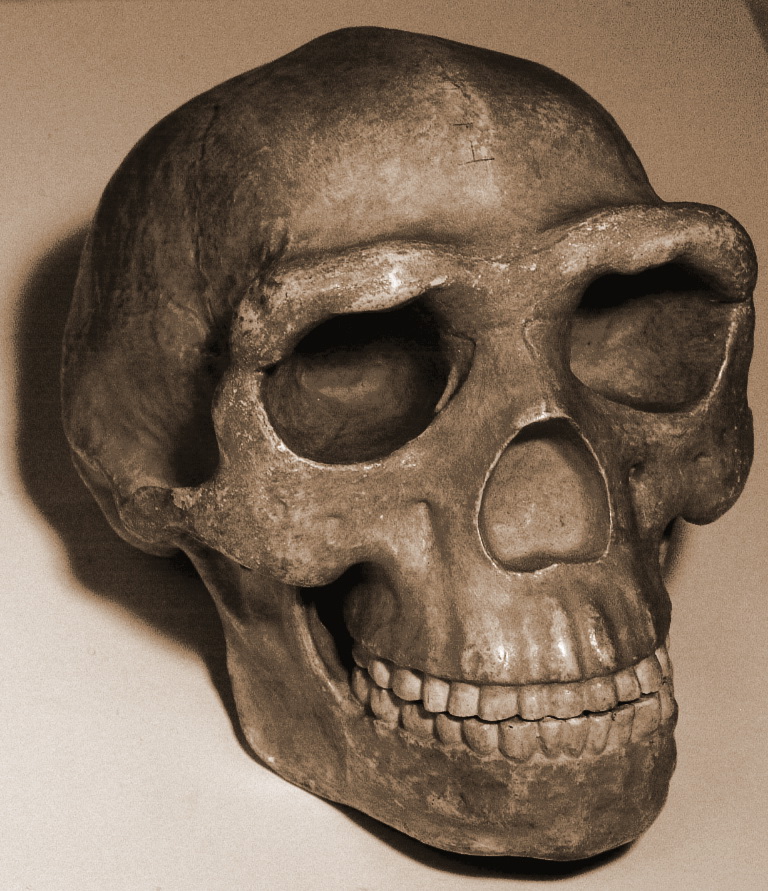 #19 - The "Peking Man" Splits That Collapsed Back Into Homo Erectus