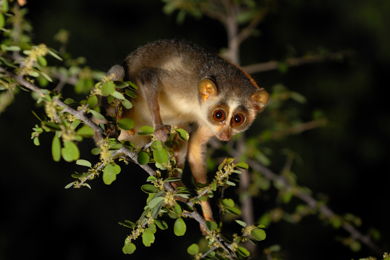 #16 - The Sri Lankan Primate Nobody Saw for 60 Years