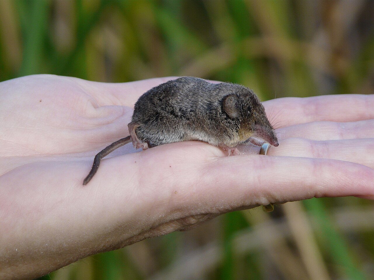 #8 - Catalina Island Shrew: A Pocket-Sized Predator Misjudged as Extinct