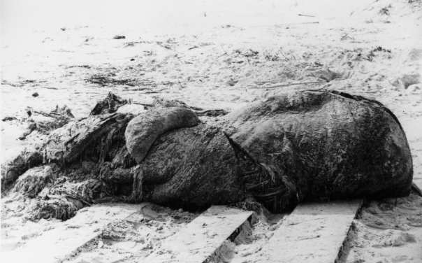 #5 - The Tasmanian Carcass That Gave Monsters a New Name