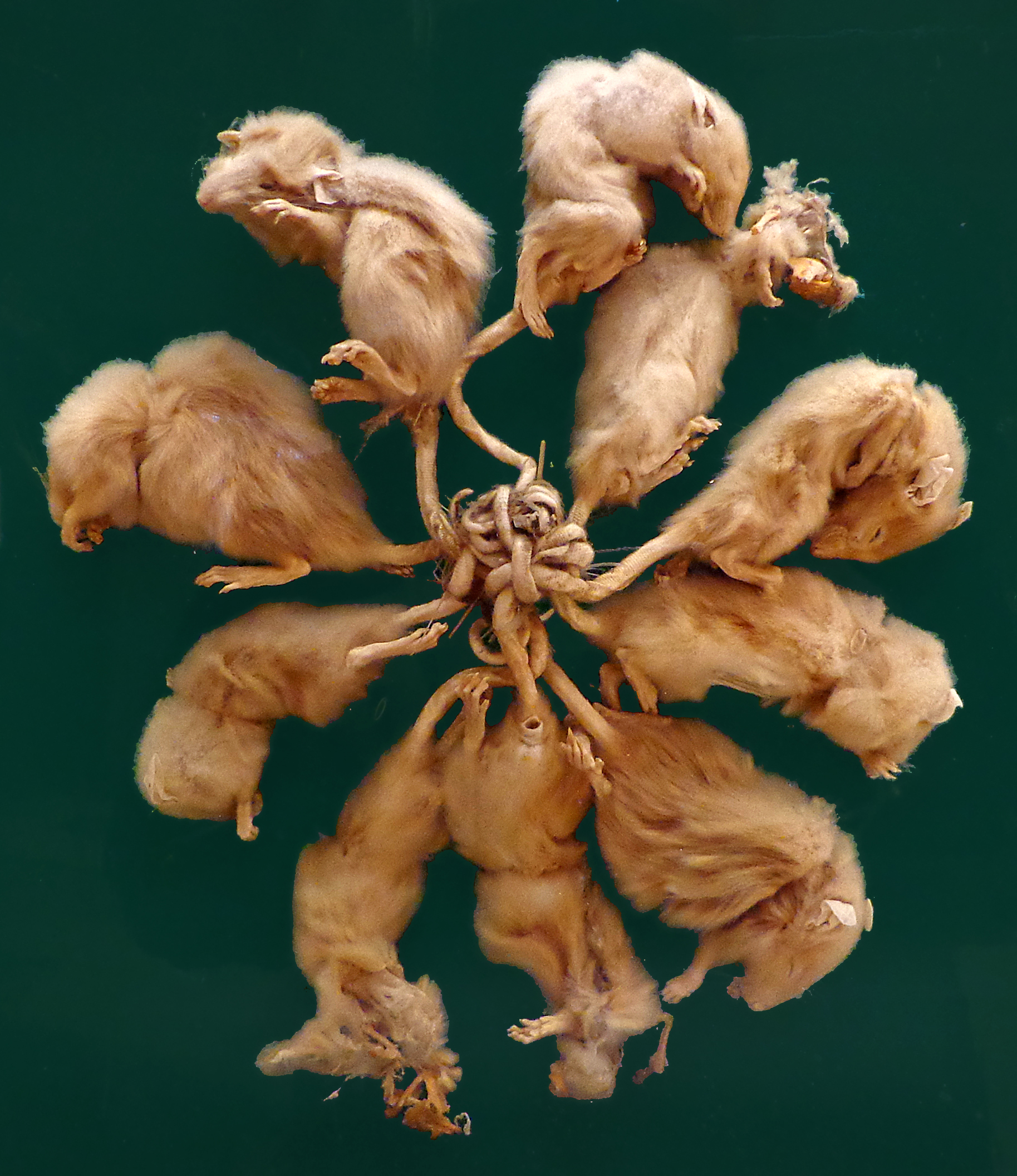 #16 - The Rat Kings That Museums Displayed as Genuine Oddities