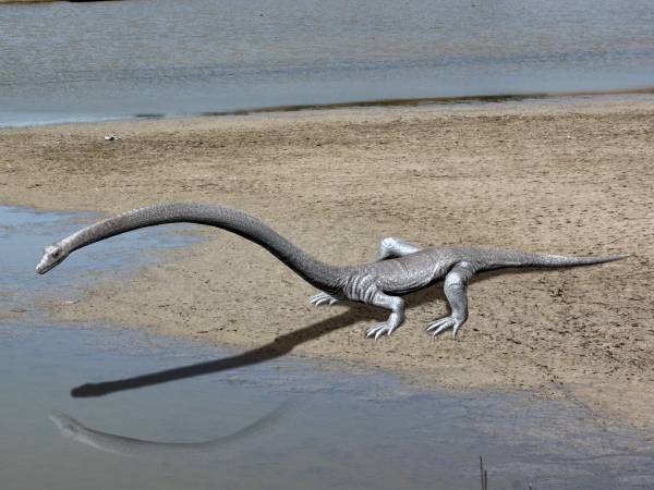 #13 - Tanystropheus, the Reptile With a Neck Longer Than Its Body