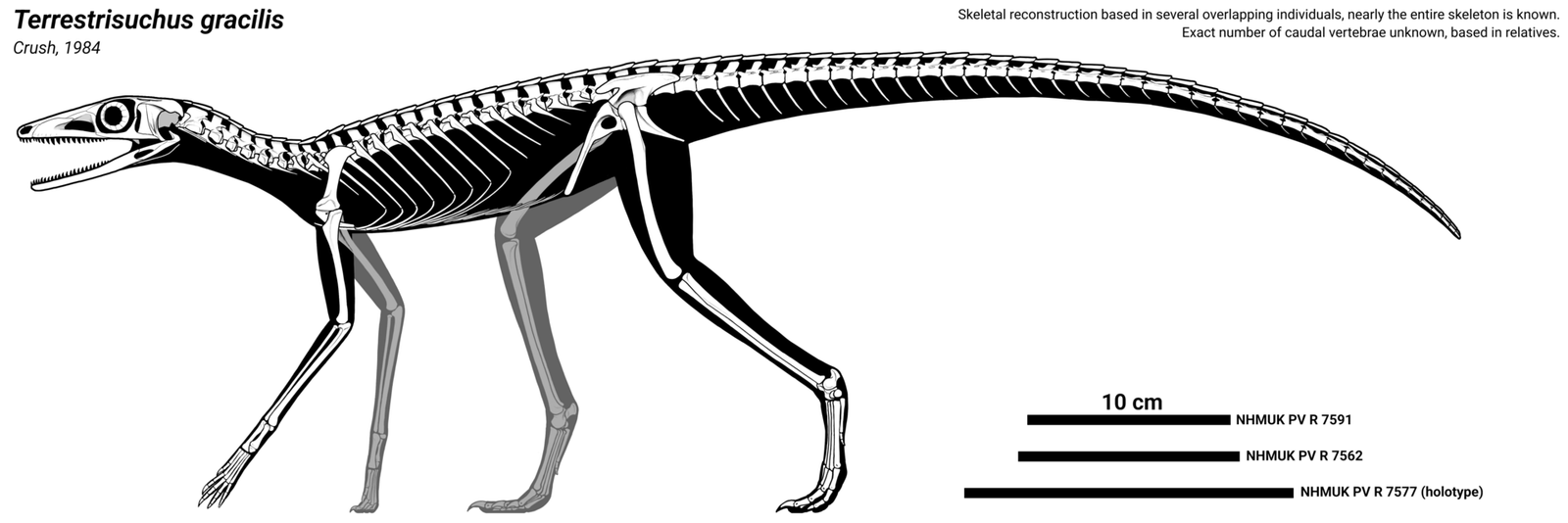 How These Discoveries Change Our Picture of Crocodiles