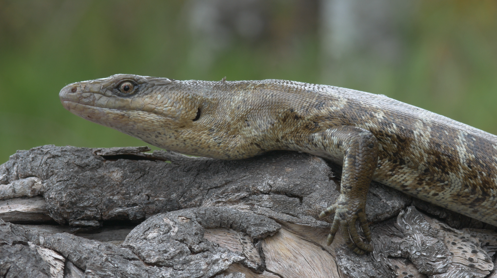 #12 - The "Terror Skink" That Lived On Two Tiny Islets 