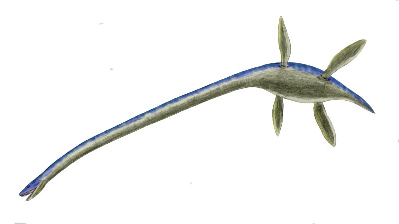 Thalassomedon: The Long‑Necked Ghost of the Cretaceous Seas