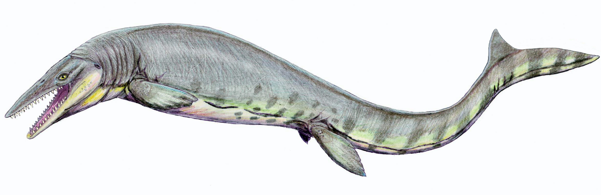 #8 - Tylosaurus, the Mosasaur Built Like a Torpedo