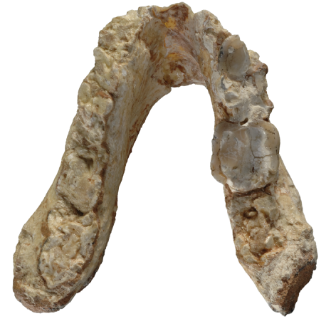 #14 - A Pre-Human Jawbone Found Nowhere Near Africa 
