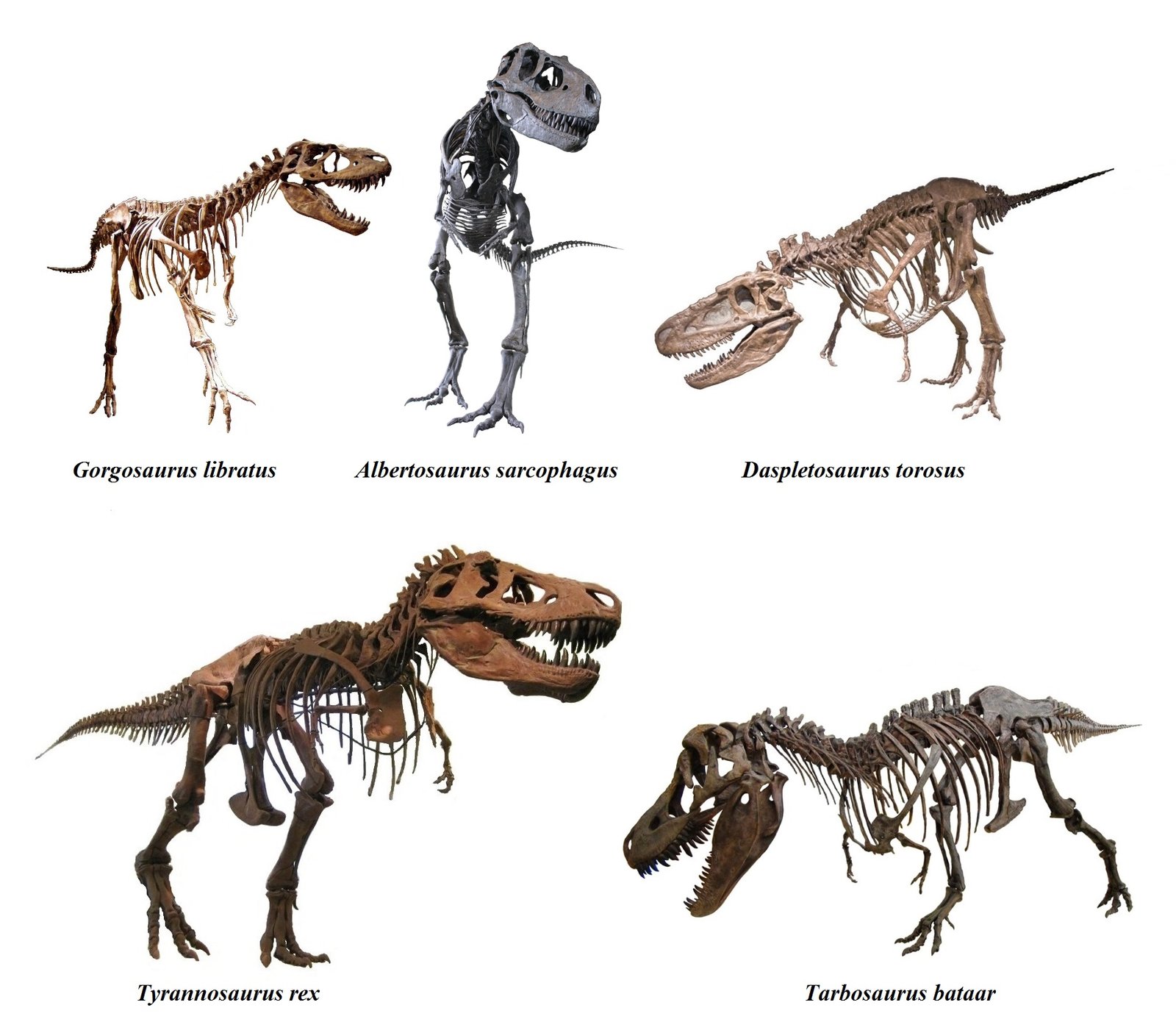 7. Rewriting Family Trees Showed “Dinosaur” Was More Fluid Than Anyone Expected