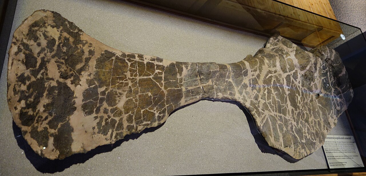 #14 - Ultrasauros, the "Biggest Dinosaur Ever" That Was Actually Two Dinosaurs
