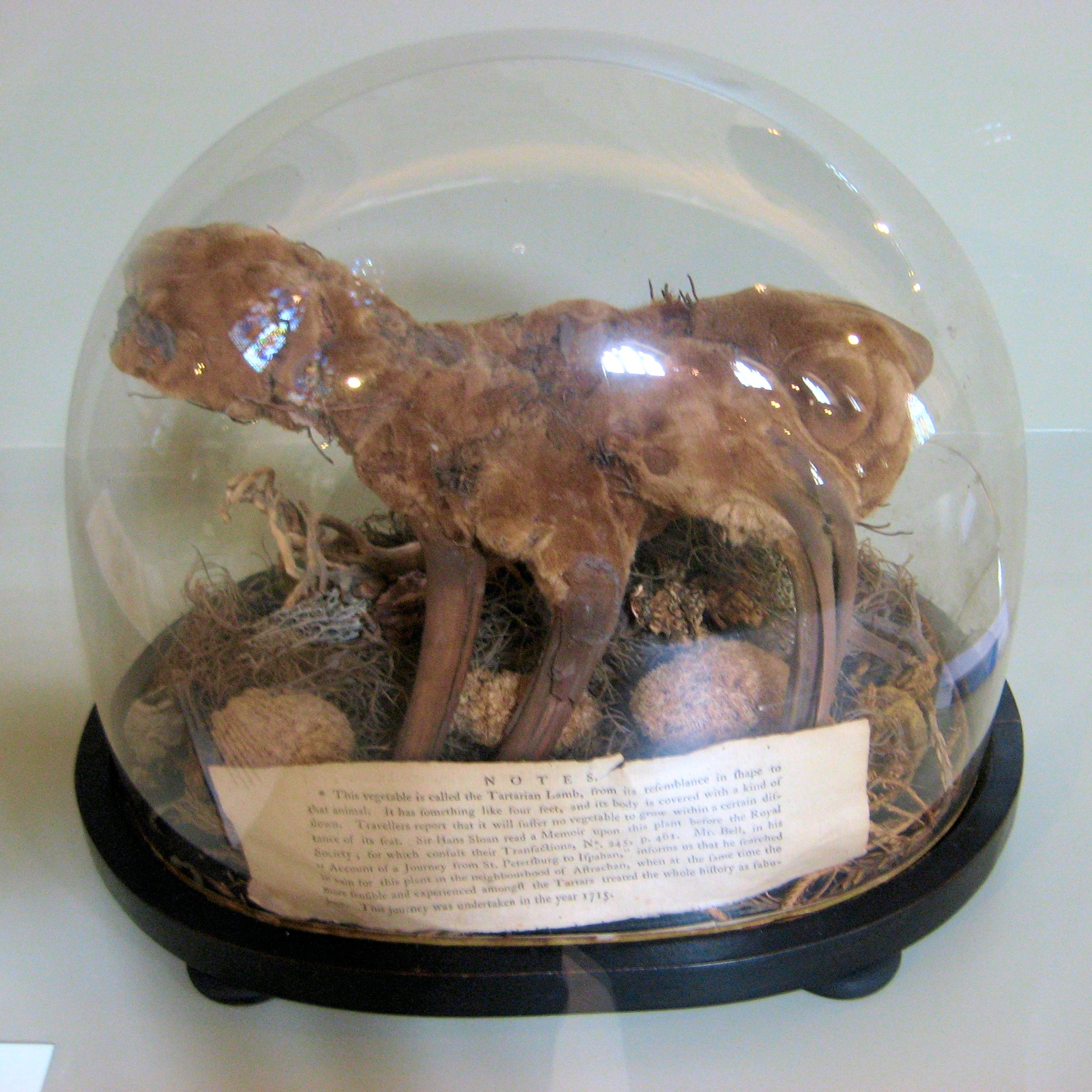 #7 - The Plant-Animal Hybrid That Fooled European Botanists