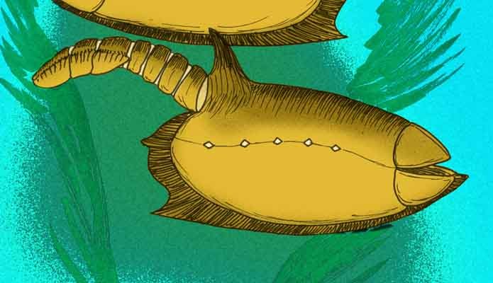 8. Vetulicolians: Half Chordate, Half Something Nobody Can Name 