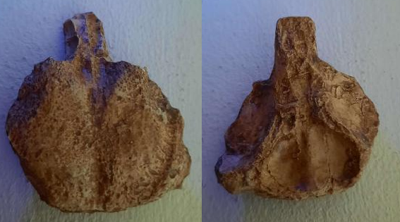 #6 - Yaverlandia bitholus: Britain's "Oldest Headbanger" That Wasn't Even a Pachycephalosaur