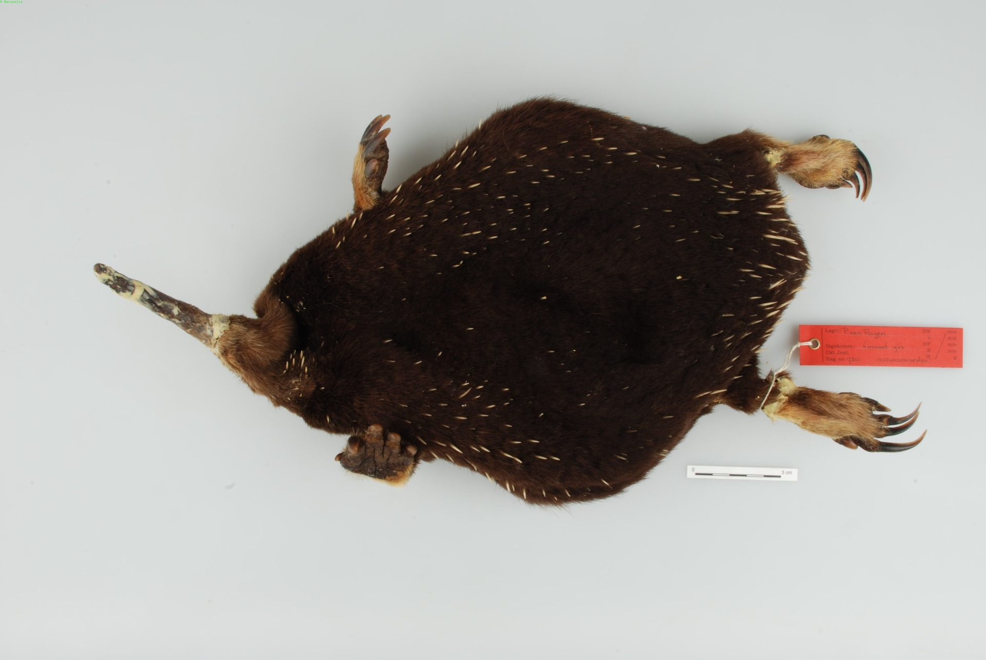 #8 - The 'Extinct' Echidna Hiding in a London Collection 