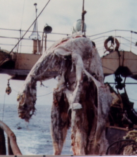#6 - The "New Nessie" Hauled Up by a Japanese Trawler
