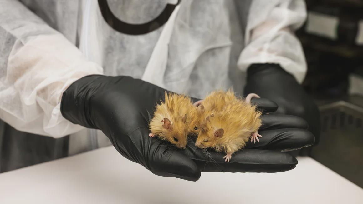 #6 - Scientists Already Built a "Practice Mammoth" - And It's a Mouse 