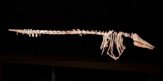 #12: The Charlotte Whale, A Skeleton Built Like No Real Animal
