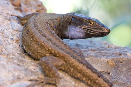 #7 - La Palma Giant Lizard: A Canary Islands Reptile Resurrected by Fieldwork