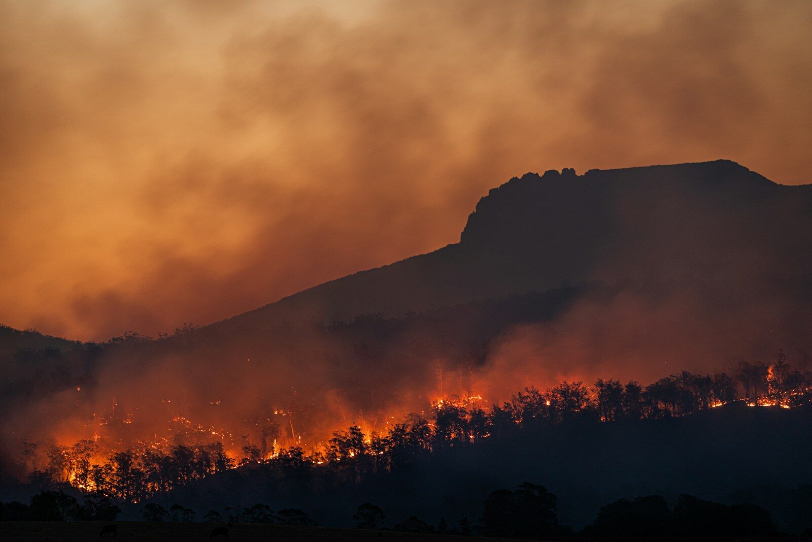 Fire in a Super‑Oxygen World: Forests That Wanted to Burn 