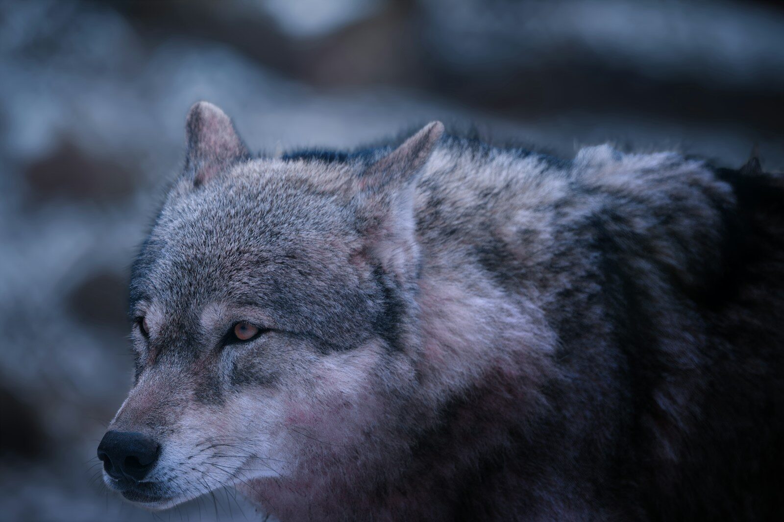 #11 - Reintroduced Wolves Are Secretly Bigger, Meaner "Super-Wolves"