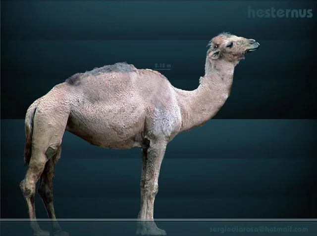 #12 - The Desert Camel America Forgot It Ever Had 