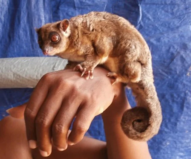#6 - Two Marsupials Known Only From Fossils for 7,000 Years 